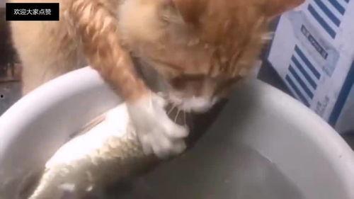 穷的吃狗搞笑段子