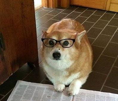 穷的吃狗搞笑段子