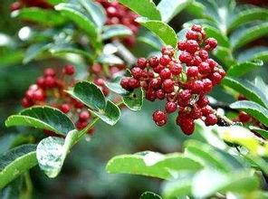 花椒娱乐倒闭了吗,花椒娱乐倒闭真相揭秘